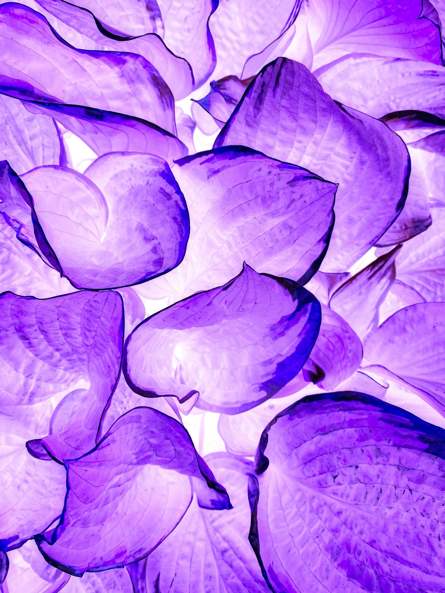 a bunch of purple flowers that are next to each other